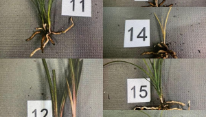 出售2021年前挖的兰花是否犯法探讨